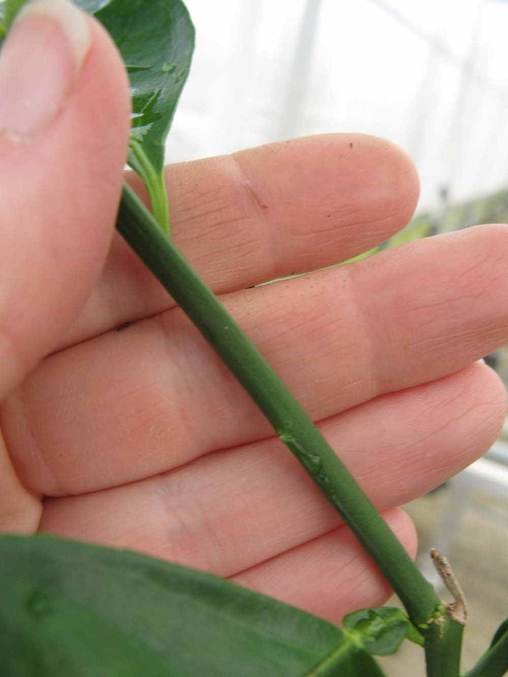              First year twig (Phillip Rucks Citrus Nursery, Frostproof,   FL)       